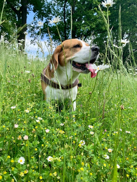 Foto perro en el campo de hierba beagle