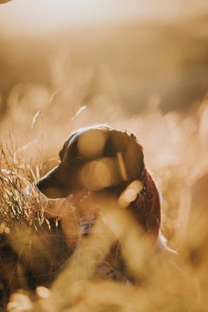 Perro en un campo de hierba marrón