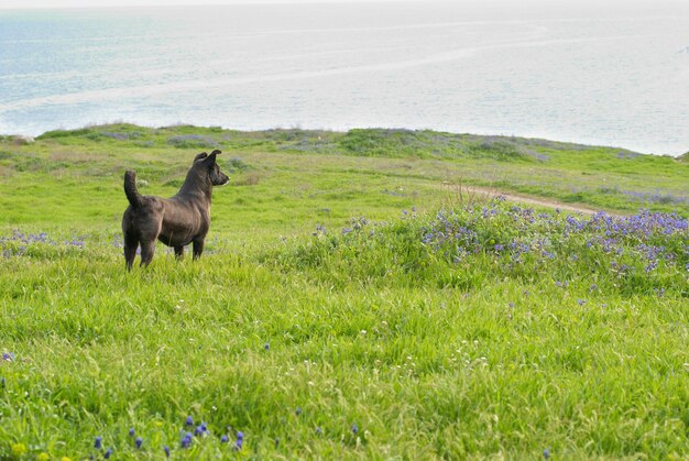 Perro en el campo con hierba verde