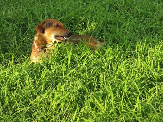 Un perro en el campo de hierba verde