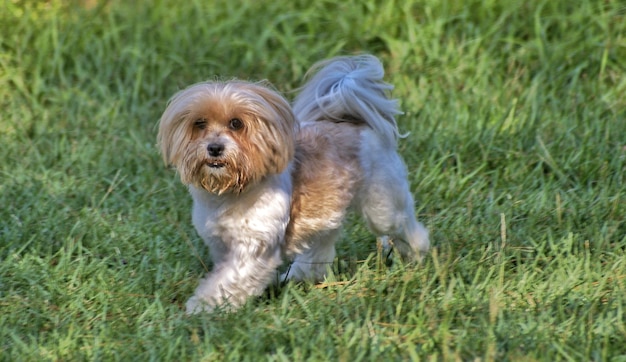 Perro en el campo de hierba