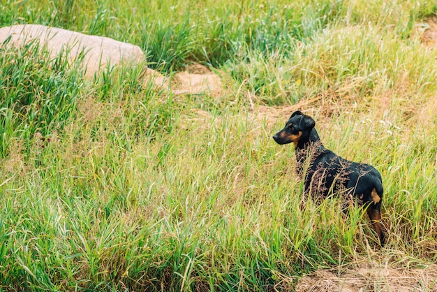 Perro en campo de hierba