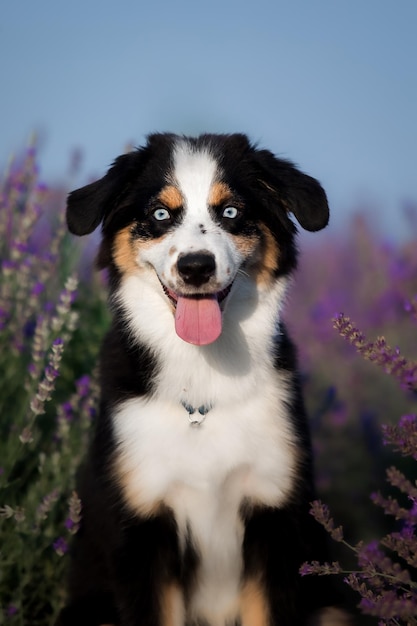 Un perro en un campo de lavanda.