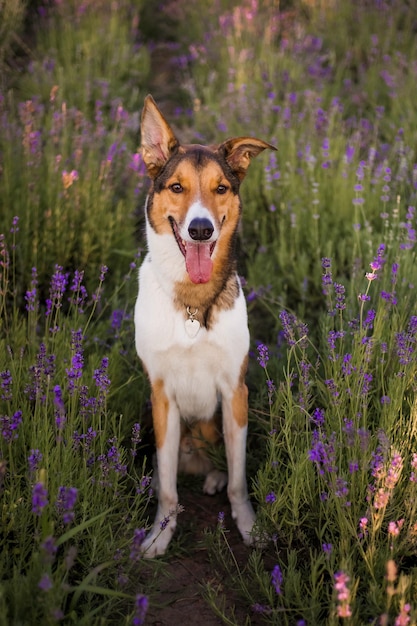 Un perro en un campo de lavanda.