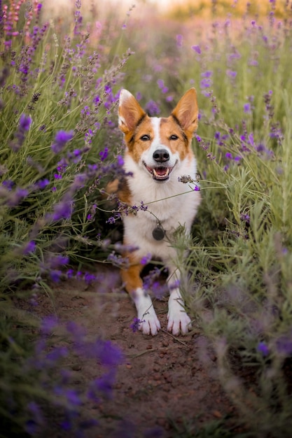 Un perro en un campo de lavanda.