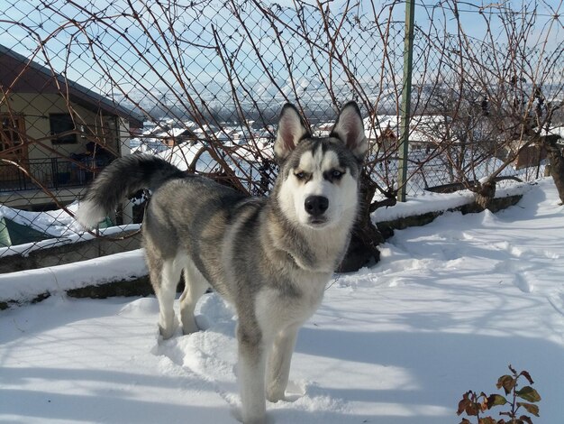 Foto perro en el campo de nieve contra el cielo