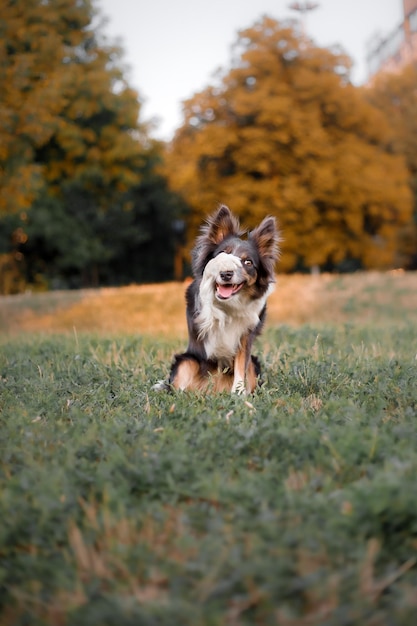 Un perro en un campo con la palabra collie escrita