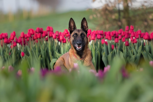 Un perro en un campo de tulipanes.