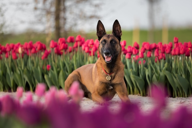 Un perro en un campo de tulipanes.