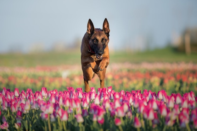 Un perro en un campo de tulipanes.