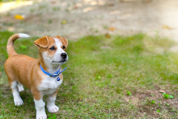 Perro en el campo verde