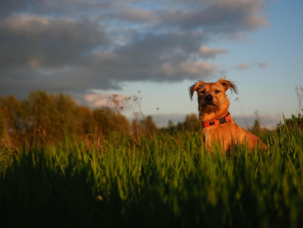 Foto perro en un campo