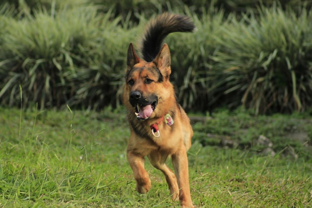 Foto perro en el campo