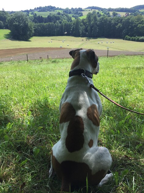 Perro en el campo