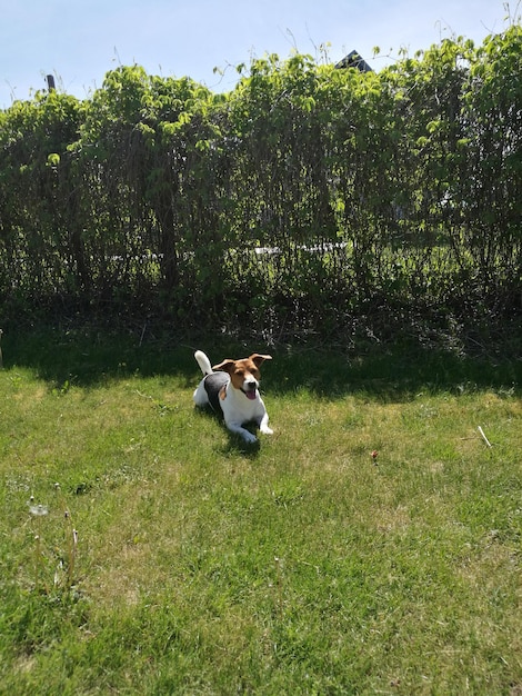 Foto perro en el campo