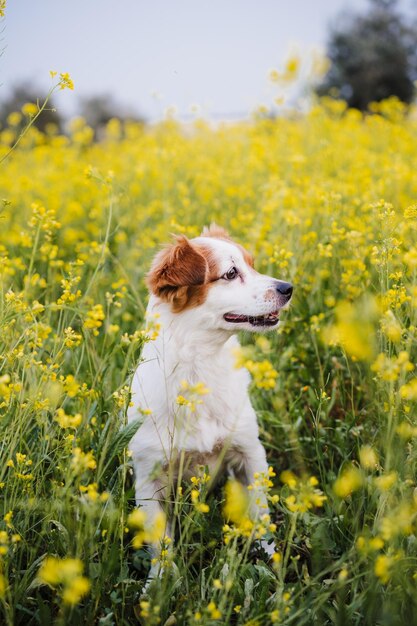 Foto perro en el campo