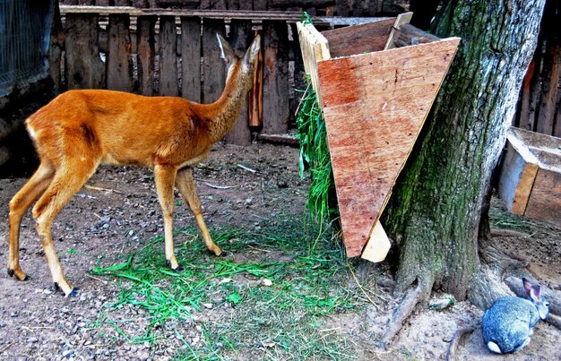 Foto perro en un campo