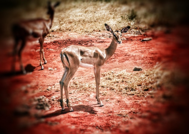 Foto perro en el campo