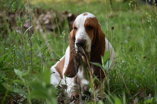 Foto perro en el campo