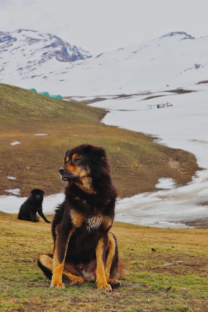 Foto perro en un campo