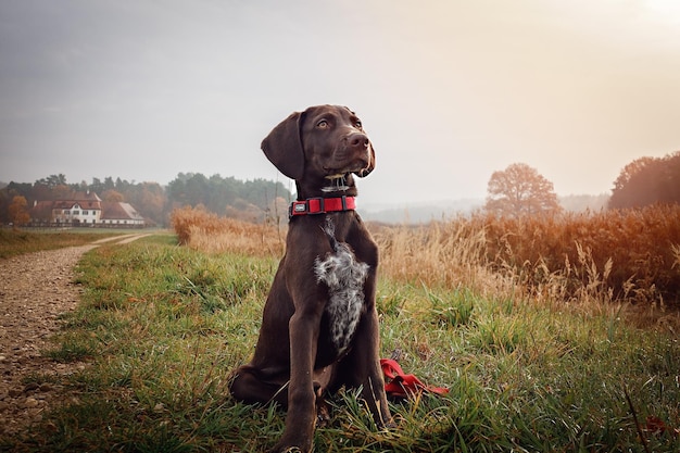 Perro en el campo