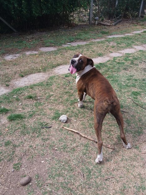 Foto perro en el campo