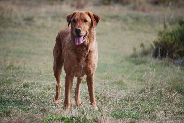 Foto perro en el campo