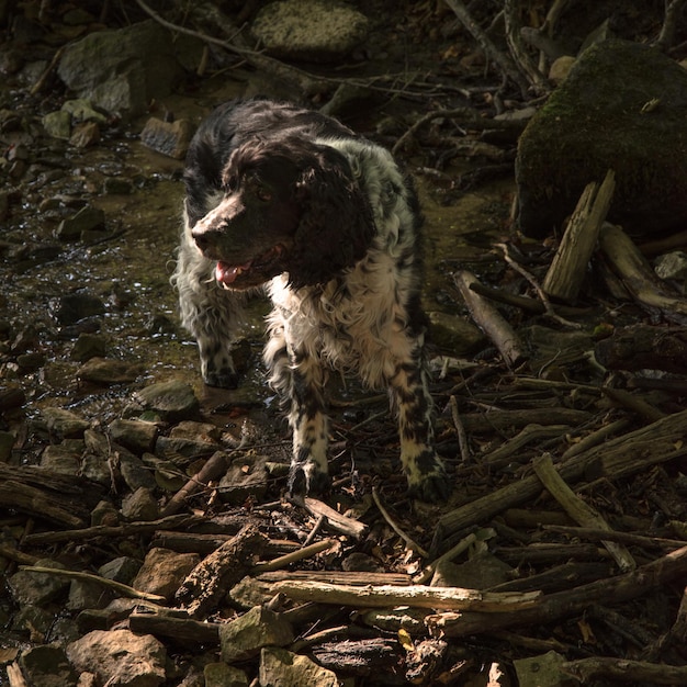 Foto perro en el campo