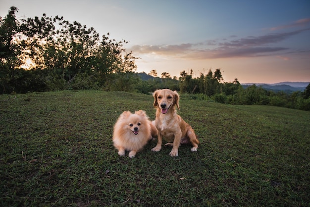 Perro en un campo