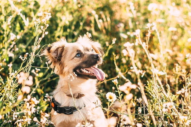 perro en un campo