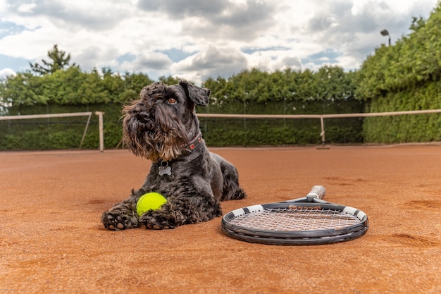 Perro en una cancha de tenis con pelota y raqueta