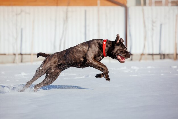 Perro Cane Corso Italiano en la nieve.