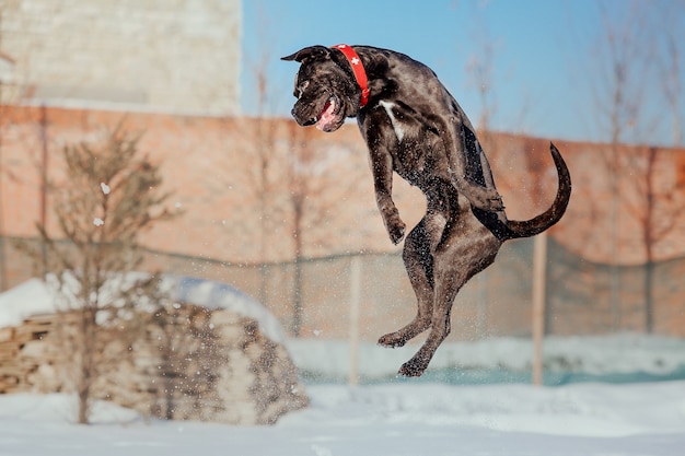 Foto perro cane corso italiano en la nieve.