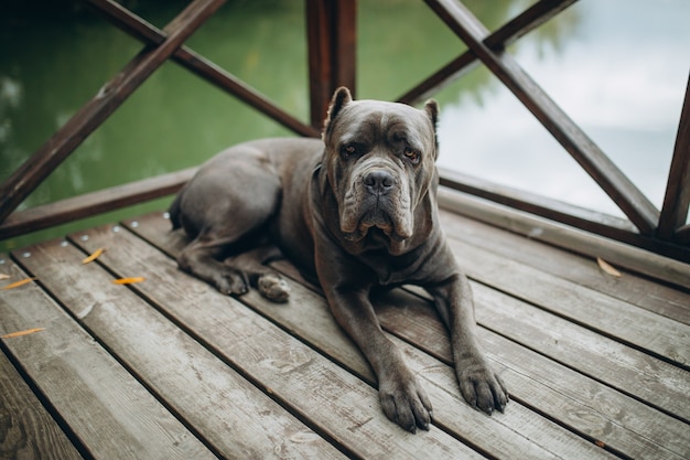 Perro cane-corso sentado al aire libre