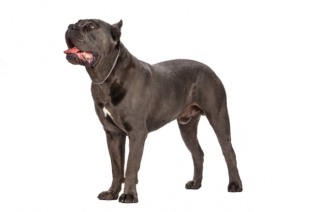 Perro Cane Corso