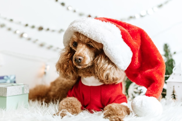 Perro caniche albaricoque en decoraciones de año nuevo listo para la fiesta de Navidad