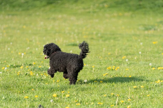 Un perro caniche negro corre a través de un prado verde en una tarde de primavera