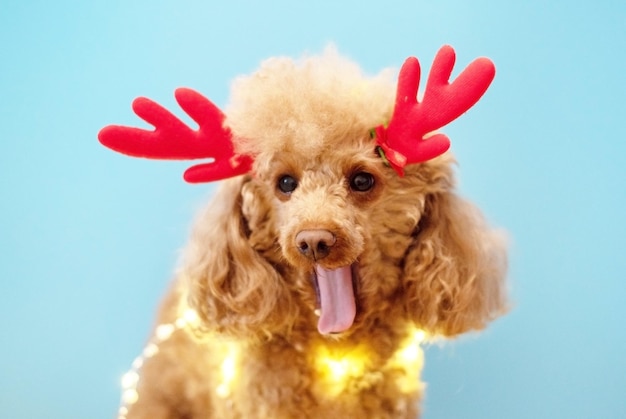 Perro caniche vestido con orejas navideñas