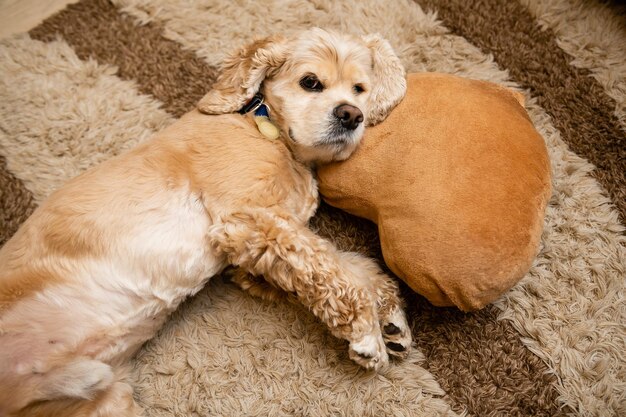 Perro cansado durmiendo con la cabeza en la almohada