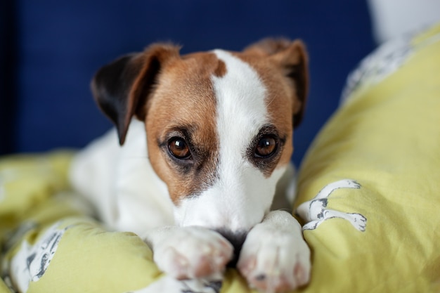 El perro cansado y perezoso de Jack Russell Terrier se queda dormido, mintiendo en el sofá, relajándose en casa, primer. Perro esperando dueño en casa. Perro mascota en el sofá de la sala de estar, con aspecto triste aburrido solitario enfermo agotado.