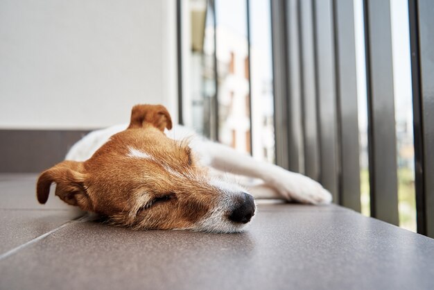 Perro cansado triste en el floow durmiendo jack russell terrier