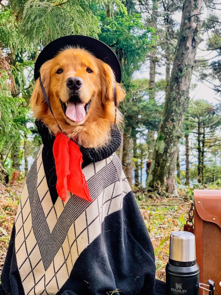 un perro con una capa con una cinta roja alrededor de su cuello