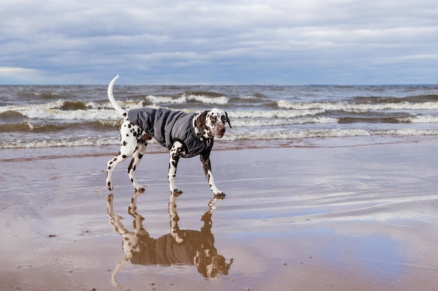 Perro con capa de lluvia en el lago Perro bajo la lluvia Perro dálmata está caminando jugando en el agua en la playa de arena Retrato de un cachorro divertido vestido con un traje Ropa para mascotas caminando con mal tiempo