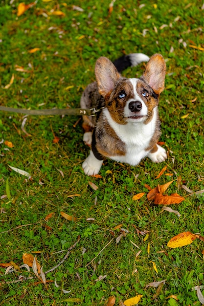 El perro cardigan corgi galés con un color inusual se sienta en la hierba con hojas de otoño y mira hacia arriba