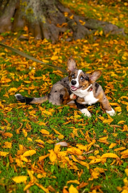 Perro cardigan corgi galés con un color inusual se sienta en la hierba con hojas de otoño y mirando