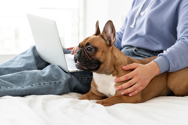 Perro de caricias de mano de primer plano