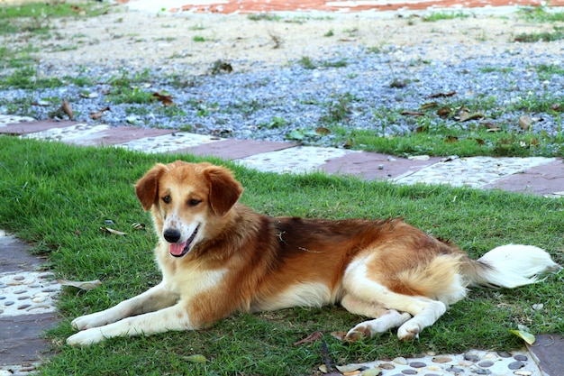 Perro de carretera en la hierba