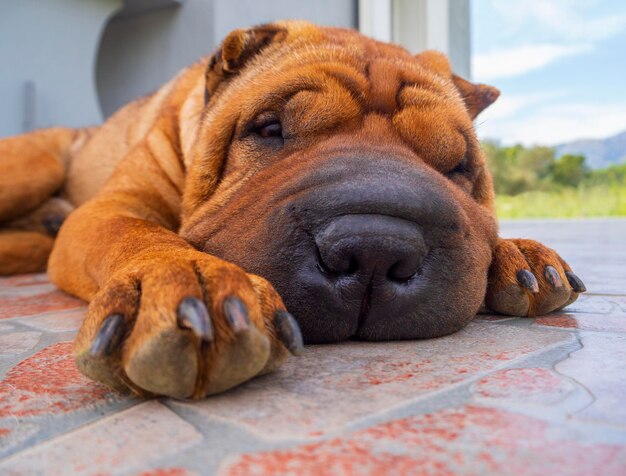 El perro de la casa Shar Pei color rojo mira hacia otro lado durmiendo