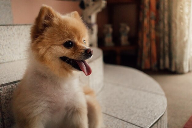 Perro casero de Pomerania en la casa del dueño.