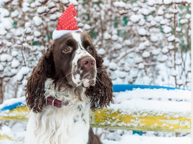 El perro en casquillo rojo en la cabeza se sienta en banco en parque del invierno. Concepto de navidad